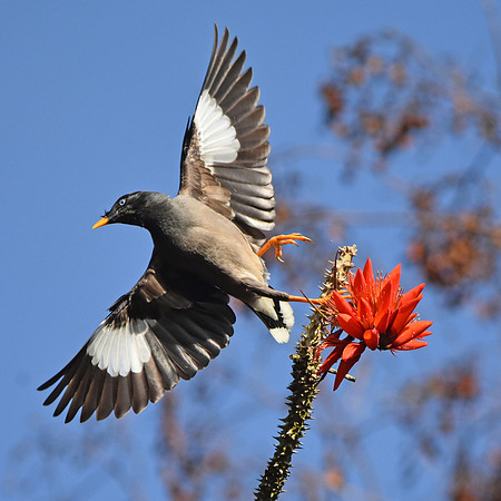 Jungle myna