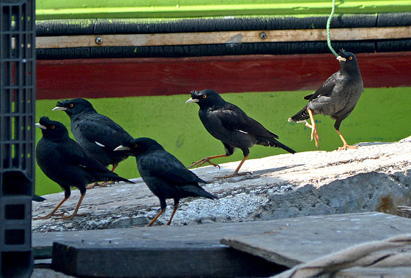 Crested myna