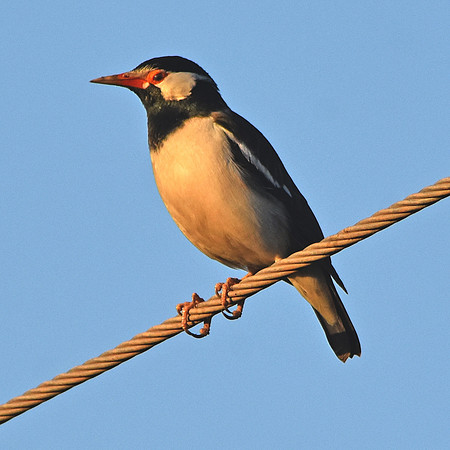 Asian pied starling