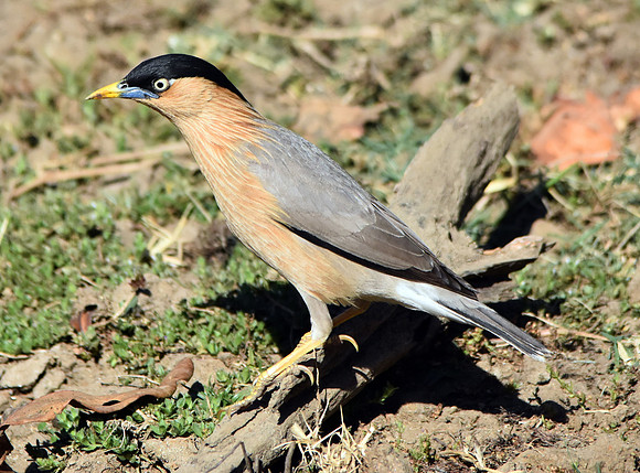 Brahminy myna