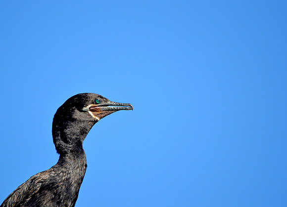 Neotropic cormorant