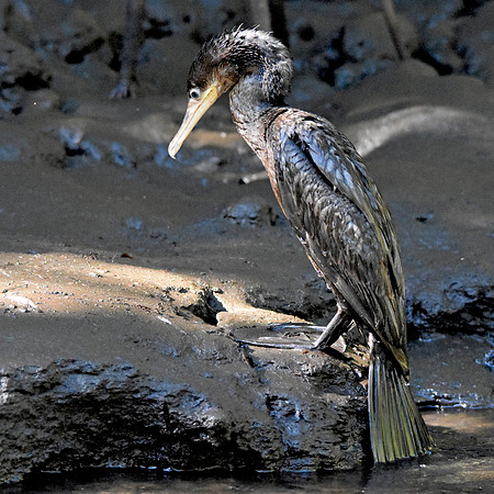 Neotropic cormorant
