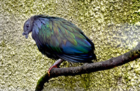 Nicobar pigeon