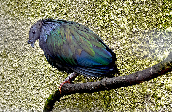 Nicobar pigeon