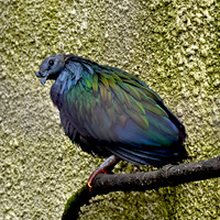 Nicobar pigeon