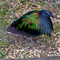 Nicobar pigeon