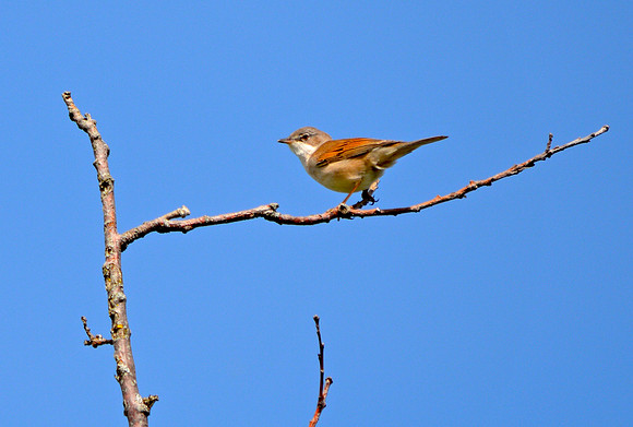 Nightingale