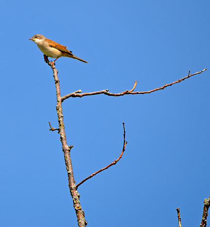 Nightingale