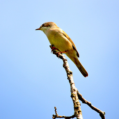 Nightingale