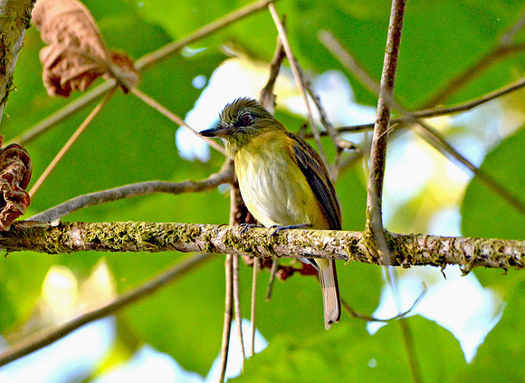 Northern bentbill