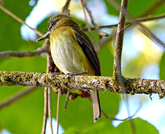 Northern bentbill