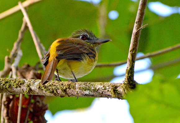 Northern bentbill
