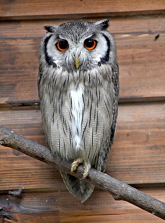 Northern white faced scops owl