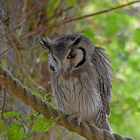 Northern white faced scops owl