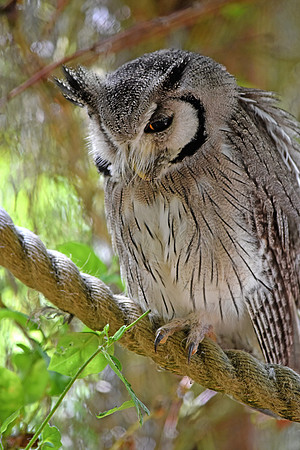 Northern white faced scops owl