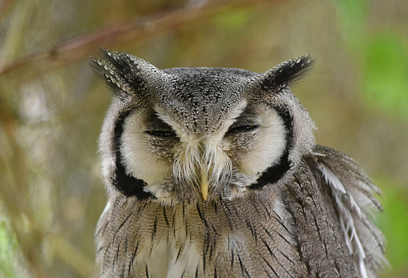 Northern white faced scops owl