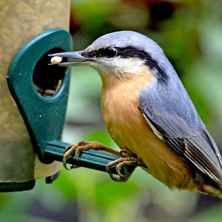 Nuthatch
