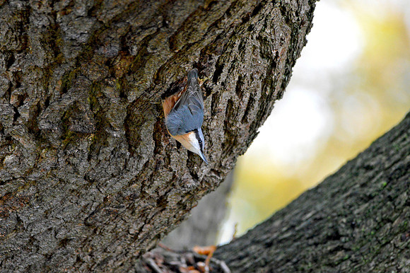 Nuthatch