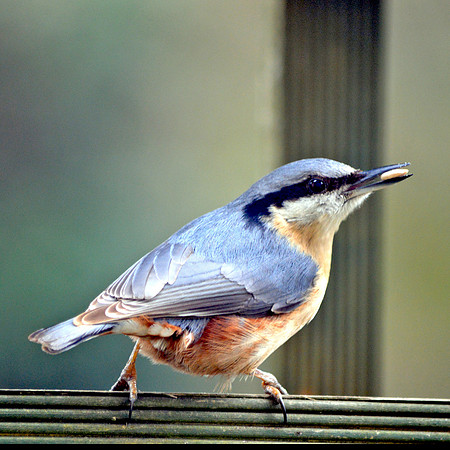 Nuthatch