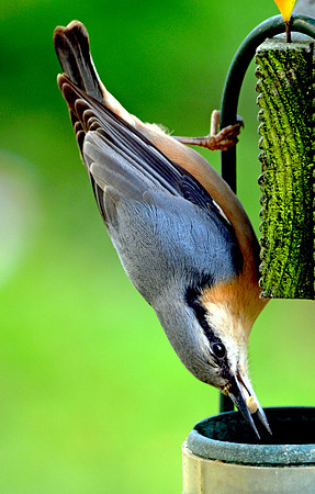 Nuthatch