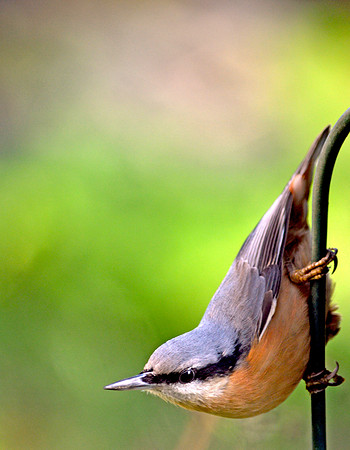 Nuthatch