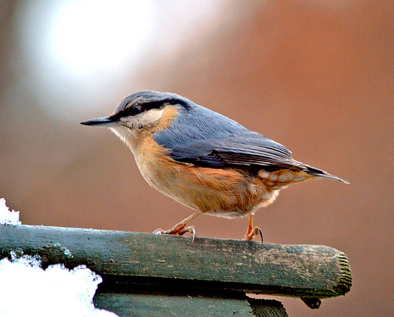Nuthatch
