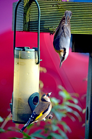 Nuthatch