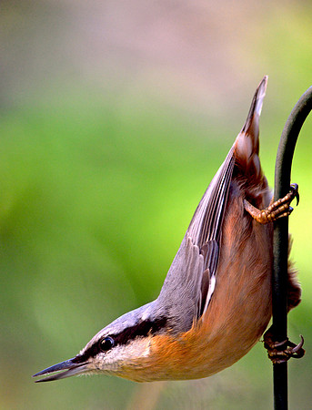 Nuthatch