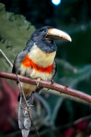 Black necked aracari