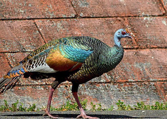 Ocellated turkey