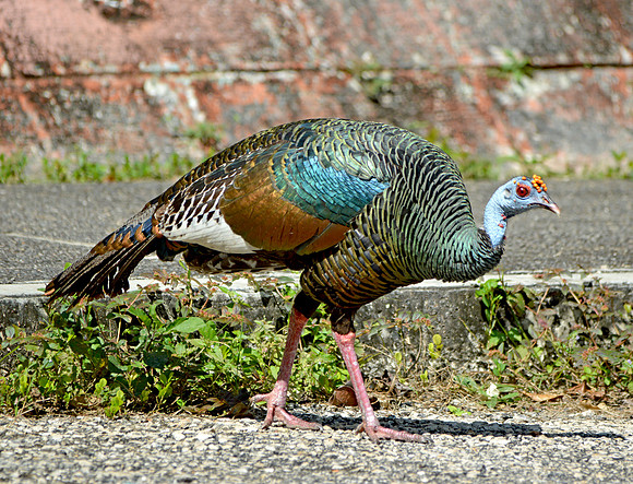 Ocellated turkey