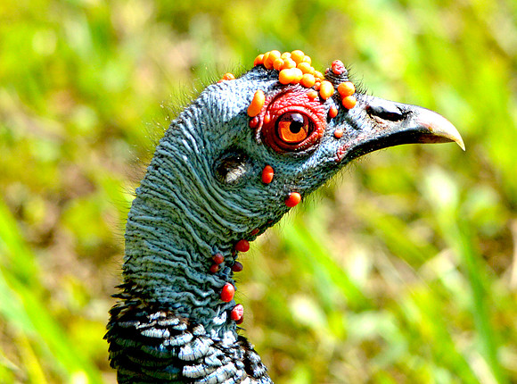 Ocellated turkey