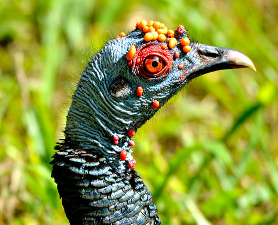 Ocellated turkey