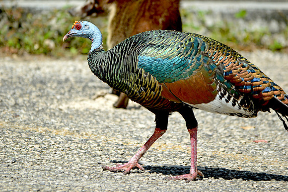 Ocellated turkey