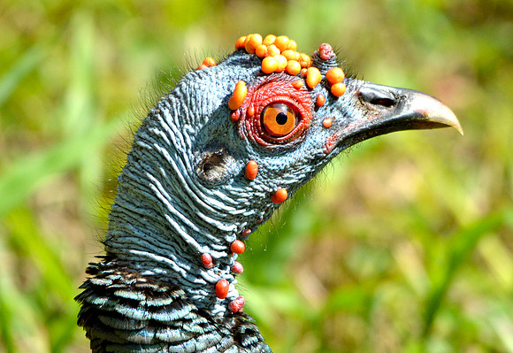 Ocellated turkey