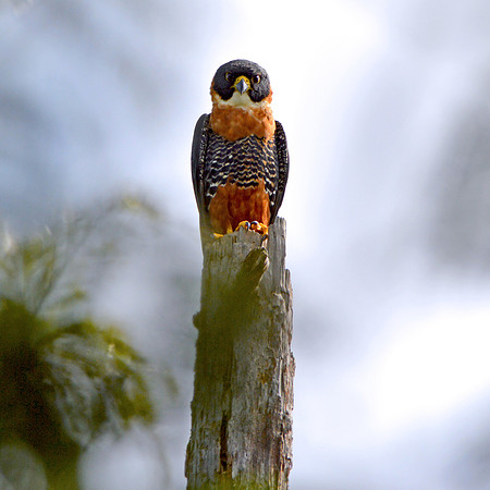 Orange breasted falcon