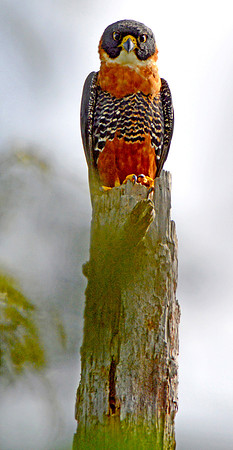 Orange breasted falcon
