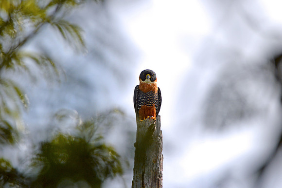 Orange breasted falcon