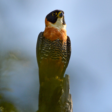 Orange breasted falcon