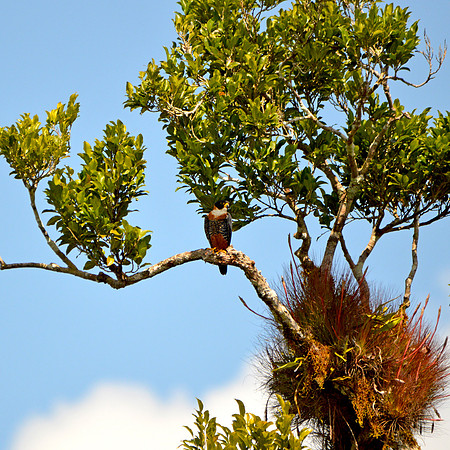 Orange breasted falcon