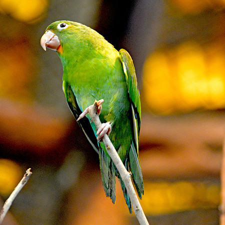 Orange chinned parakeet / parrot