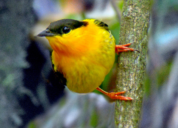 Orange collared manakin