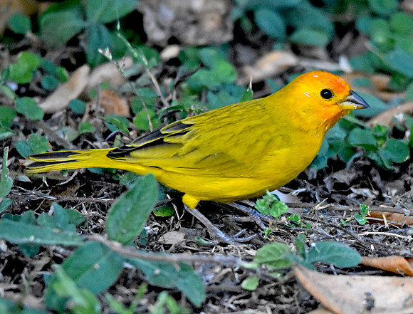 Orange fronted yellow finch