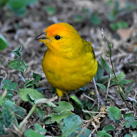 Orange fronted yellow finch