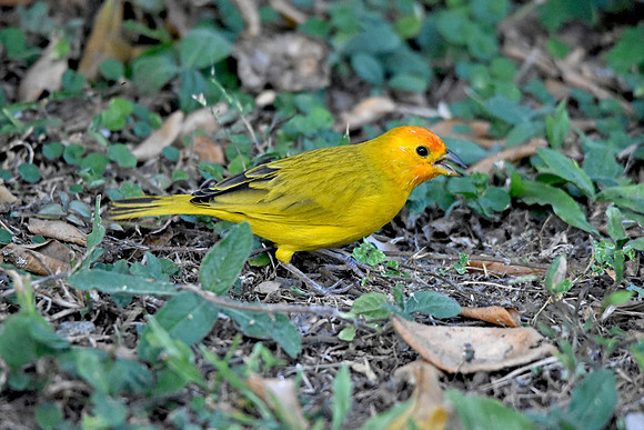Orange fronted yellow finch
