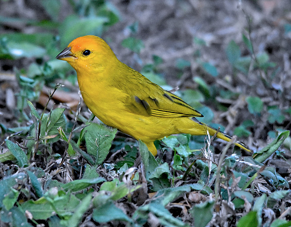 Orange fronted yellow finch