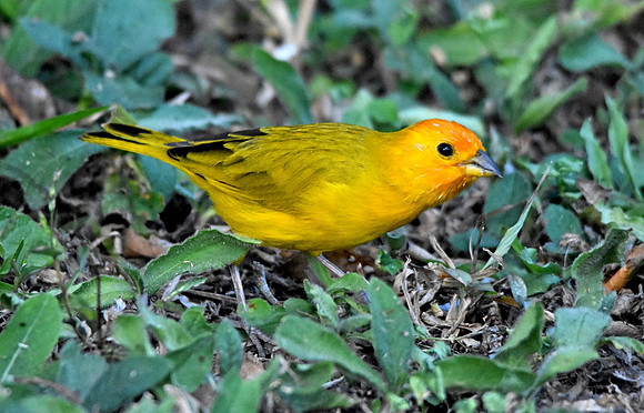 Orange fronted yellow finch