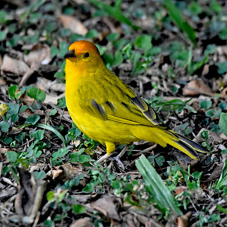 Orange fronted yellow finch