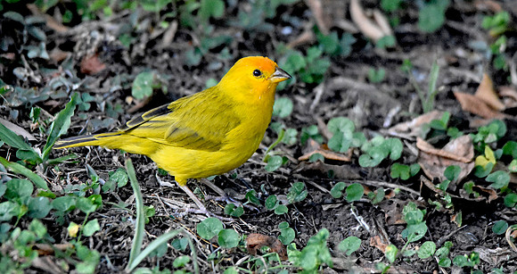 Orange fronted yellow finch