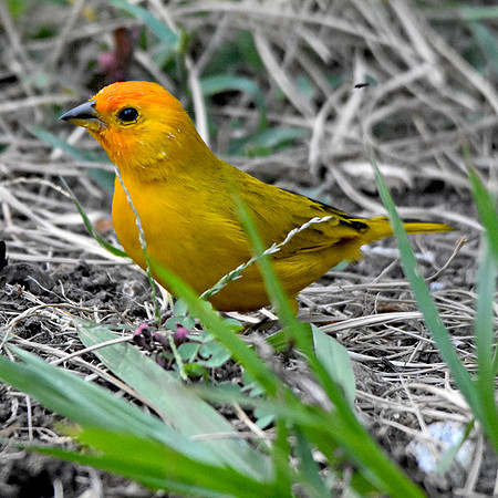 Orange fronted yellow finch